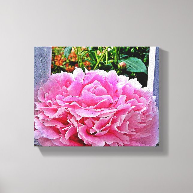 Toile Jolie fleur de pivoine rose rustique (Recto)