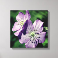 Jolie paire de fleurs de géranium violet gros plan