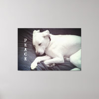 Jolie photo de chien blanc paisible endormi