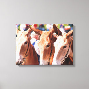 Toile jours de mule en colombie tn