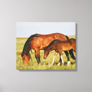 Toile Jument de cheval sauvage et poulain paissant