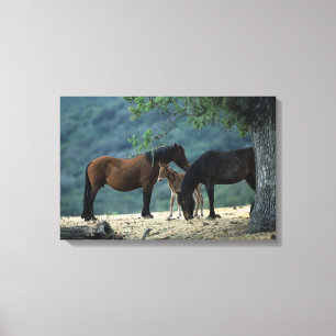 Toile Jument et poulain sauvages de mustang