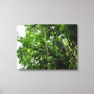 Toile Jungle Ropes Rainforest Photographie
