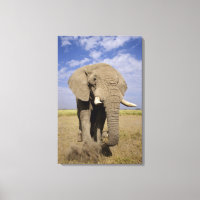 Kenya : parc national d'Amboseli, éléphant mâle