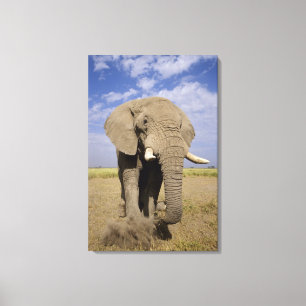 Toile Kenya : Parc national d'Amboseli, éléphant mâle