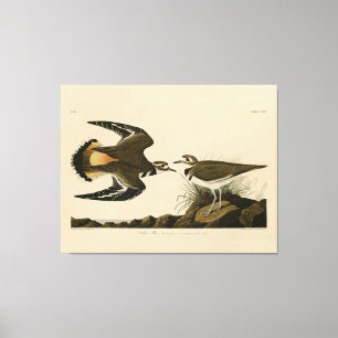Toile Kildeer Plover (Killdeer) Audubon Birds of America