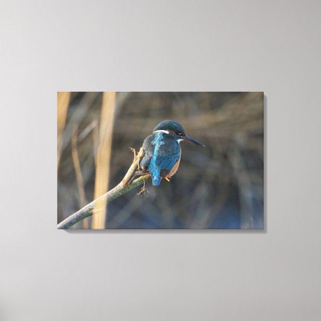 Toile Kingfisher (Recto)