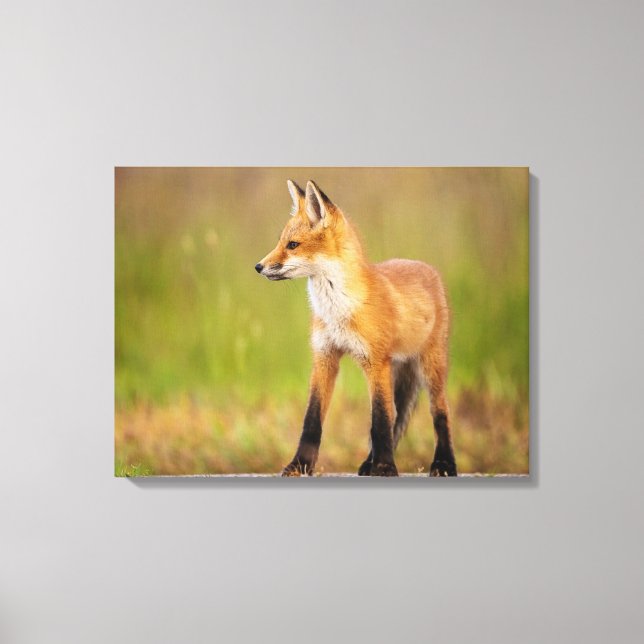 Toile Kit Red Fox (Recto)