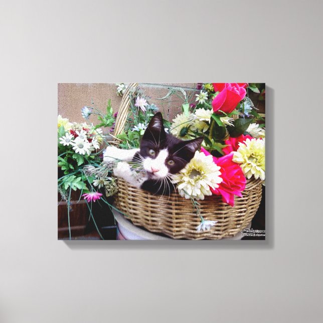 Toile Kitten (Recto)