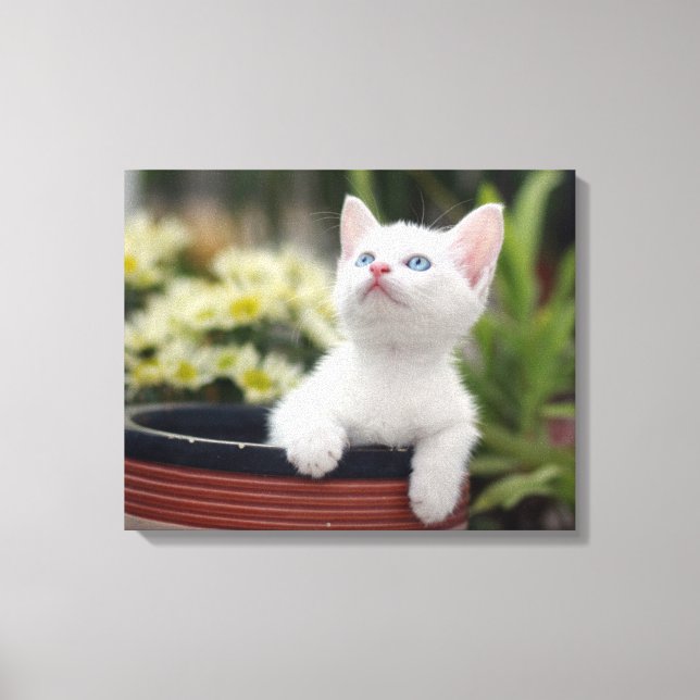 Toile Kitten blanc turc (Recto)