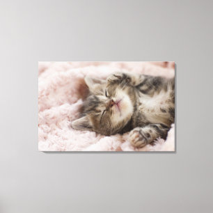 Toile Kitten endormi