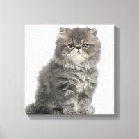 Kitten persan (2 mois) assis