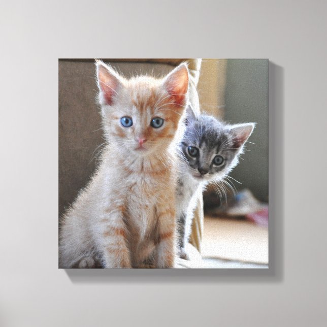 Toile Kittens de Curious (Recto)