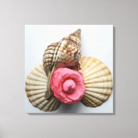 La Camellie Et Les Coquilles