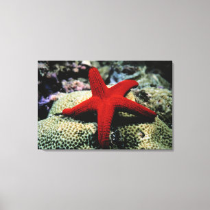 Toile La Mer Rouge des poissons   d'étoile