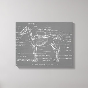 TOILE LA SQUELETTE DU CHEVAL