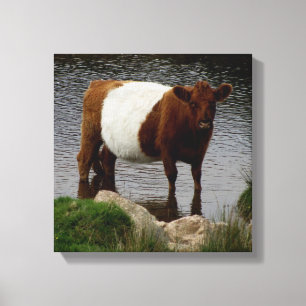 Toile La Vache Galloway À Ceinture Dartmoor Se Trouve Da