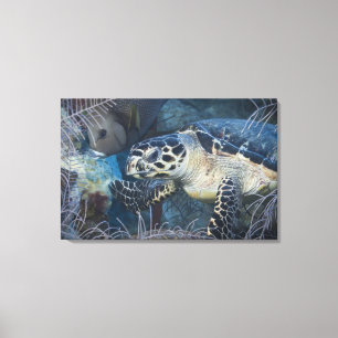 Toile La vie sous-marine : Une tortue de mer de