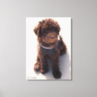 TOILE LABRADOODLE AUSTRALIEN