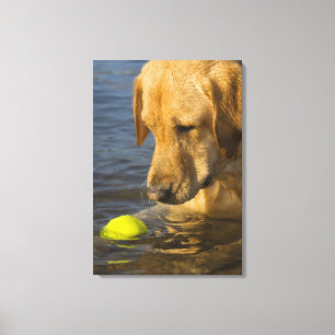 Toile Labrador jaune avec de la balle de tennis dans