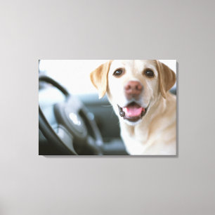 Toile Labrador Retriever