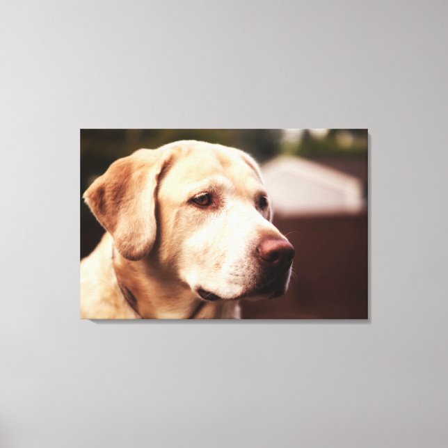 Toile Labrador Retriever (Recto)
