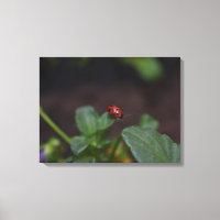 Ladybug