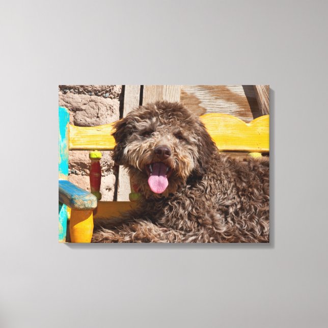 Toile Lagotto Romagnolo Allongé Sur Un Banc En Bois (Recto)