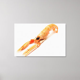 Toile langouste