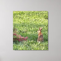 Lapin dans l'herbe - La photographie nature paisib