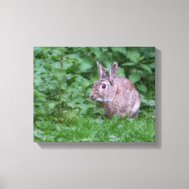 Toile lapin sauvage photo
