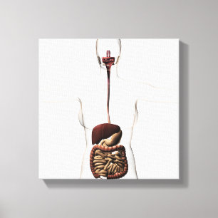 Toile L'appareil digestif humain 2