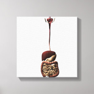 Toile L'appareil digestif humain 4