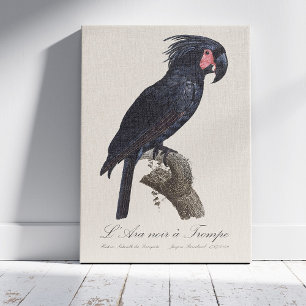 Toile L'Ara Noir a Trompe / Palm Cockatoo