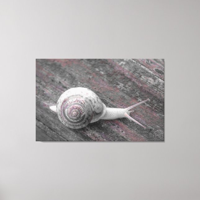 Toile LavishiSur Un Escargot Gris Rose Moderne Sur Le Tr (Recto)
