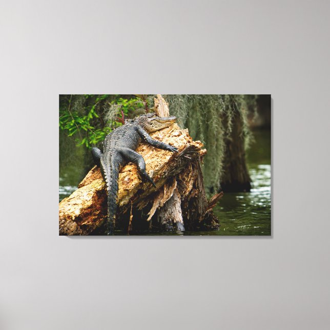 Toile Lazy Alligator Stretched Canvas Print par DeGruy (Recto)