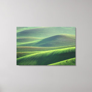 Toile Le blé jaillit dans les collines du Palouse