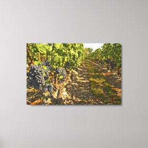 Toile Le Cabernet Sauvignon vigne en rang dans la vigne