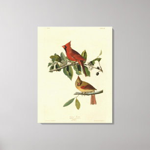 Toile Le cardinal Grosbeak de Audubon's Birds of America