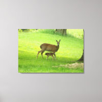 Le cerf de Virginie (Doe) et Fawn