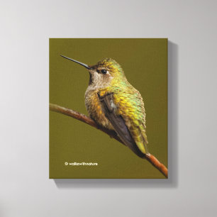 Toile Le colibri d'Anna sur la Trumpetvine écarlate
