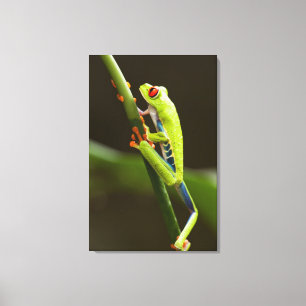 Toile Le Costa Rica, Monteverde, grenouille d'arbre aux