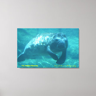 Toile Le doux Manatee