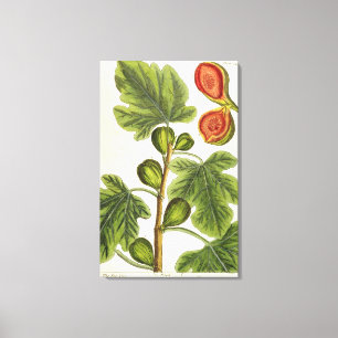 Toile Le figuier, plaquent 125 "d'un de fines herbes