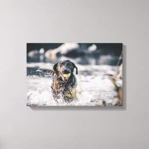 Toile Le Labrador Noir Joue Dans L'Eau