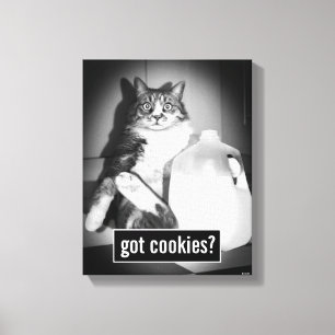 Toile Le Lait De Chat De Juge