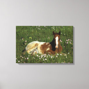 Toile Le poulain d'Appaloosa qui s'allonge en fleurs