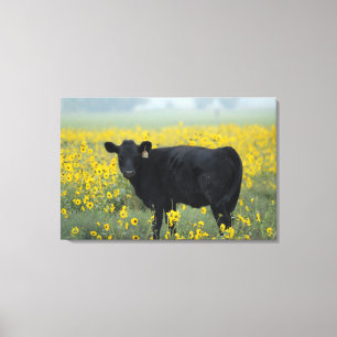 Toile Le veau noir dans un champ de tournesols