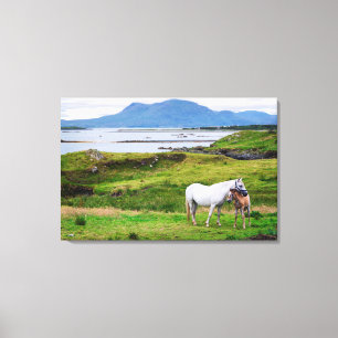 Toile Les chevaux de Connemara   Galway, Irlande