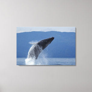Toile Les Etats-Unis, Alaska, Angoon, baleine de bosse